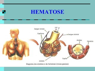 HEMATOSE
 