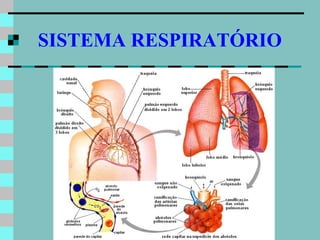 SISTEMA RESPIRATÓRIO




        www.bioloja.com
 