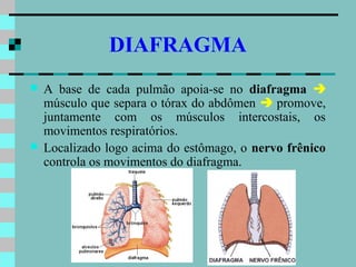DIAFRAGMA
   A base de cada pulmão apoia-se no diafragma 
    músculo que separa o tórax do abdômen  promove,
    juntamente com os músculos intercostais, os
    movimentos respiratórios.
   Localizado logo acima do estômago, o nervo frênico
    controla os movimentos do diafragma.
 
