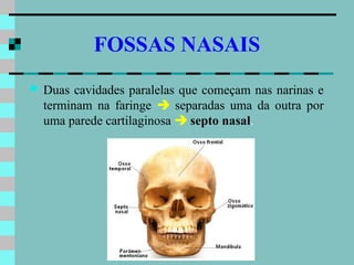 FOSSAS NASAIS
   Duas cavidades paralelas que começam nas narinas e
    terminam na faringe  separadas uma da outra por
    uma parede cartilaginosa  septo nasal.
 