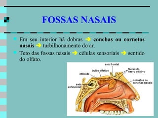 FOSSAS NASAIS
   Em seu interior há dobras  conchas ou cornetos
    nasais  turbilhonamento do ar.
   Teto das fossas nasais  células sensoriais  sentido
    do olfato.
 