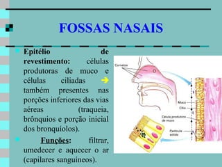FOSSAS NASAIS
   Epitélio                   de
    revestimento:        células
    produtoras de muco e
    células     ciliadas       
    também presentes nas
    porções inferiores das vias
    aéreas            (traqueia,
    brônquios e porção inicial
    dos bronquíolos).
         Funções:        filtrar,
    umedecer e aquecer o ar
    (capilares sanguíneos).
 