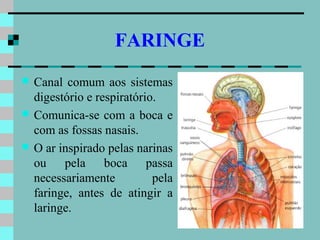 FARINGE
   Canal comum aos sistemas
    digestório e respiratório.
   Comunica-se com a boca e
    com as fossas nasais.
   O ar inspirado pelas narinas
    ou pela boca passa
    necessariamente          pela
    faringe, antes de atingir a
    laringe.
 