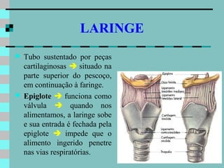 LARINGE
   Tubo sustentado por peças
    cartilaginosas  situado na
    parte superior do pescoço,
    em continuação à faringe.
   Epiglote  funciona como
    válvula  quando nos
    alimentamos, a laringe sobe
    e sua entrada é fechada pela
    epiglote  impede que o
    alimento ingerido penetre
    nas vias respiratórias.
 