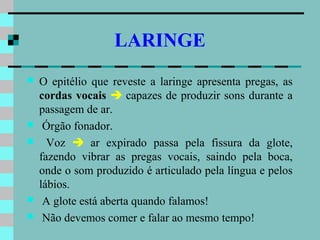 LARINGE
   O epitélio que reveste a laringe apresenta pregas, as
    cordas vocais  capazes de produzir sons durante a
    passagem de ar.
    Órgão fonador.
     Voz  ar expirado passa pela fissura da glote,
    fazendo vibrar as pregas vocais, saindo pela boca,
    onde o som produzido é articulado pela língua e pelos
    lábios.
    A glote está aberta quando falamos!
    Não devemos comer e falar ao mesmo tempo!
 