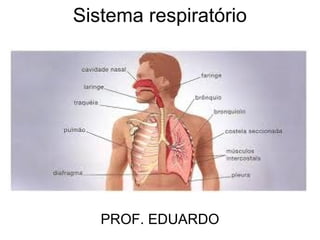 Sistema respiratório




   PROF. EDUARDO
 