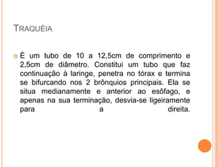 TRAQUÉIA
 É um tubo de 10 a 12,5cm de comprimento e
2,5cm de diâmetro. Constitui um tubo que faz
continuação à laringe, penetra no tórax e termina
se bifurcando nos 2 brônquios principais. Ela se
situa medianamente e anterior ao esôfago, e
apenas na sua terminação, desvia-se ligeiramente
para a direita.
 