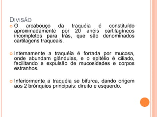 DIVISÃO
 O arcabouço da traquéia é constituído
aproximadamente por 20 anéis cartilagíneos
incompletos para trás, que são denominados
cartilagens traqueais.
 Internamente a traquéia é forrada por mucosa,
onde abundam glândulas, e o epitélio é ciliado,
facilitando a expulsão de mucosidades e corpos
estranhos.
 Inferiormente a traquéia se bifurca, dando origem
aos 2 brônquios principais: direito e esquerdo.
 