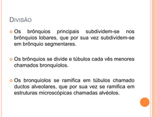DIVISÃO
 Os brônquios principais subdividem-se nos
brônquios lobares, que por sua vez subdividem-se
em brônquio segmentares.
 Os brônquios se divide e túbulos cada vês menores
chamados bronquíolos.
 Os bronquíolos se ramifica em túbulos chamado
ductos alveolares, que por sua vez se ramifica em
estruturas microscópicas chamadas alvéolos.
 