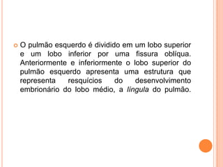  O pulmão esquerdo é dividido em um lobo superior
e um lobo inferior por uma fissura oblíqua.
Anteriormente e inferiormente o lobo superior do
pulmão esquerdo apresenta uma estrutura que
representa resquícios do desenvolvimento
embrionário do lobo médio, a língula do pulmão.
 