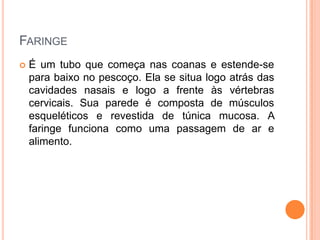 FARINGE
 É um tubo que começa nas coanas e estende-se
para baixo no pescoço. Ela se situa logo atrás das
cavidades nasais e logo a frente às vértebras
cervicais. Sua parede é composta de músculos
esqueléticos e revestida de túnica mucosa. A
faringe funciona como uma passagem de ar e
alimento.
 