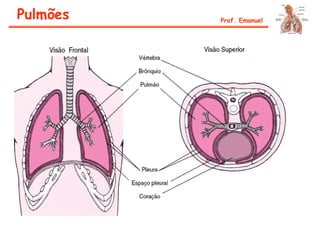 Pulmões Prof. Emanuel
 