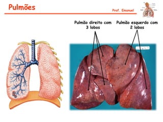 Pulmões Prof. Emanuel
Pulmão direito com
3 lobos
Pulmão esquerdo com
2 lobos
 