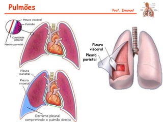 Pleura
parietal
Pleura
visceral
Pulmões Prof. Emanuel
 