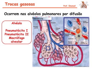 Trocas gasosas Prof. Emanuel
Alvéolo
Pneumatócito I
Pneumatócito II
Macrófago
alveolar
Ocorrem nos alvéolos pulmonares por difusão
 