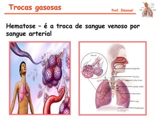 Hematose – é a troca de sangue venoso por
sangue arterial
Trocas gasosas Prof. Emanuel
 