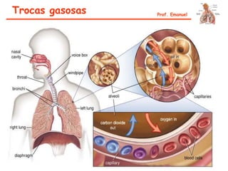 Trocas gasosas Prof. Emanuel
 