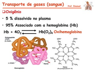 Oxigênio
• 5 % dissolvido no plasma
• 95% Associado com a hemoglobina (Hb)
Hb + 4O2 Hb(O2)4 Oxihemoglobina
Transporte de gases (sangue) Prof. Emanuel
 