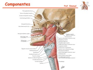 Componentes Prof. Emanuel
 
