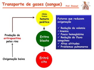 Produção de
eritropoeitina
pelos rins
Célula
tronco
hemato
poiética
Eritro
blasto
Eritró
cito
Oxigenação baixa
Fatores que reduzem
oxigenação
 Redução da volemia
Anemia
 Pouca hemoglobina
 Redução do fluxo
sanguíneo
 Altas altitudes
 Problemas pulmonares
Transporte de gases (sangue) Prof. Emanuel
 