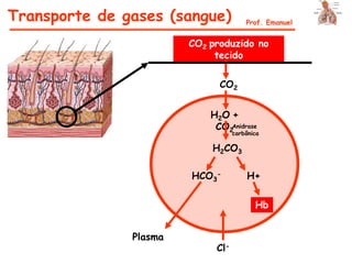 Transporte de gases (sangue) Prof. Emanuel
CO2 produzido no
tecido
CO2
H2O +
CO2
H2CO3
HCO3
- H+
Hb
Cl-
Plasma
Anidrase
carbônica
 