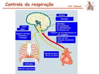 Ponte
Bulbo
Impulsos nervosos
estimulam a
contração
Cérebro
Meninges
CENTROS
DE CONTROLE
DA RESPIRAÇÃO
estimulados por:
Quimiorreceptor
de O2 na aorta
Sinal nervoso
indicando decréscimo
de O2
 Aumento de CO2/decréscimo do
pH sangüíneo
Músculos intercostais
Diafragma
Controle da respiração Prof. Emanuel
 