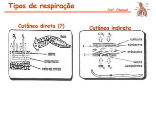 Cutânea direta (?) Cutânea indireta
Tipos de respiração Prof. Emanuel
 
