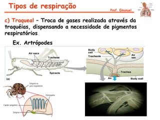 Tipos de respiração Prof. Emanuel
c) Traqueal – Troca de gases realizada através da
traquéias, dispensando a necessidade de pigmentos
respiratórios
Ex. Artrópodes
 