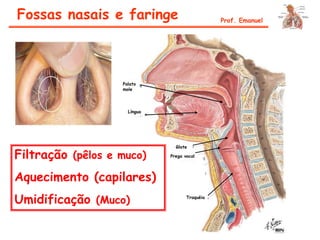 Fossas nasais e faringe Prof. Emanuel
Palato
mole
Língua
Glote
Prega vocal
Traquéia
Filtração (pêlos e muco)
Aquecimento (capilares)
Umidificação (Muco)
 