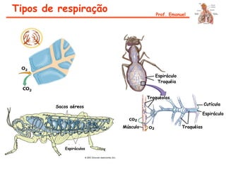 Espiráculos
Sacos aéreos
Espiráculo
Traquéia
Cutícula
Espiráculo
Traquéias
Traquéolas
Músculo
Tipos de respiração Prof. Emanuel
 