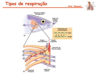 Tipos de respiração Prof. Emanuel
 