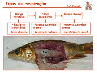Bexiga
natatória
Pulmão
saculiforme
Pulmão alveolar
• Equilíbrio
hidrostático
• Peixe dipnoíco
• Pequena superfície
interna
• Respiração cutânea
• Aumenta superfície
interna
• queratinização (pele)
Tipos de respiração Prof. Emanuel
 
