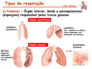 ANFÍBIOS
(salamandra)
RÉPTEIS
(lagartos;
adaptados
aos ambientes
secos)
ANFÍBIOS
(rã; somente os adultos
estão adaptados aos
ambientes terrestres)
MAMÍFEROS;
(humanos)
Tipos de respiração Prof. Emanuel
e) Pulmonar – Órgão interno, úmido e parenquimatoso
(esponjoso) responsável pelas trocas gasosas
Pulmão saculiforme
Pulmão alveolar
 