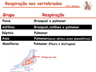 Respiração nos vertebrados
Grupo Respiração
Peixe Branquial e pulmonar
Anfíbios Branquial,cutânea e pulmonar
Répteis Pulmonar
Aves Pulmonar(sacos aéreos,ossos pneumáticos)
Mamíferos Pulmonar (Pleura e diafragma)
Siringe nas aves
Prof. Emanuel
 