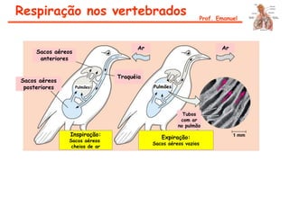 Sacos aéreos
anteriores
Sacos aéreos
posteriores
Traquéia
Ar Ar
Tubos
com ar
no pulmão
Inspiração:
Sacos aéreos
cheios de ar
Expiração:
Sacos aéreos vazios
Pulmões
Respiração nos vertebrados Prof. Emanuel
Pulmões
 