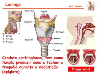 Laringe Prof. Emanuel
Epiglote
Ligamento
Traquéia
Cartilagem
Músculo
Cartilagem
Prega vocal
1 – Laringe
2 – Tireóide
3 -Traquéia
Osso hióide
Ligamento
Conduto cartilaginoso, tem como
função produzir sons e fechar a
traquéia durante a deglutição
(epiglote)
 