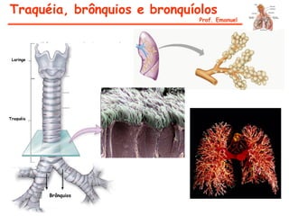 Traquéia, brônquios e bronquíolos
Prof. Emanuel
Laringe
Traquéia
Brônquios
Esôfago
Lúmen da
traquéia
Mucosa
 