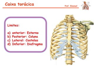 Caixa torácica Prof. Emanuel
Limites:
a) anterior: Esterno
b) Posterior: Coluna
c) Lateral: Costelas
d) Inferior: Diafragma
 