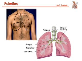 Pulmões Prof. Emanuel
Traquéia
Gânglios
linfáticos
Brônquio
Bronquíolo
Mediastino
 