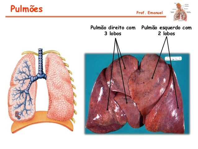 Sistema respiratório