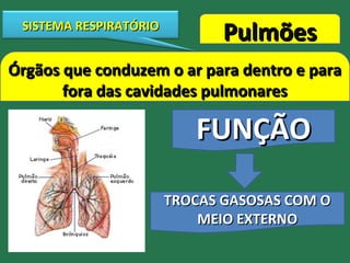 SISTEMA RESPIRATÓRIOSISTEMA RESPIRATÓRIO
PulmõesPulmões
Órgãos que conduzem o ar para dentro e paraÓrgãos que conduzem o ar para dentro e para
fora das cavidades pulmonaresfora das cavidades pulmonares
FUNÇÃOFUNÇÃO
TROCAS GASOSAS COM OTROCAS GASOSAS COM O
MEIO EXTERNOMEIO EXTERNO
 