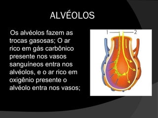ALVÉOLOS
Os alvéolos fazem as
trocas gasosas; O ar
rico em gás carbônico
presente nos vasos
sanguíneos entra nos
alvéolos, e o ar rico em
oxigênio presente o
alvéolo entra nos vasos;
 