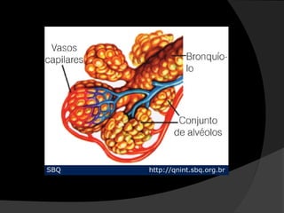Sistema respiratório