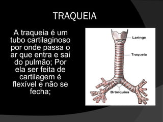 TRAQUEIA
A traqueia é um
tubo cartilaginoso
por onde passa o
ar que entra e sai
do pulmão; Por
ela ser feita de
cartilagem é
flexível e não se
fecha;
 