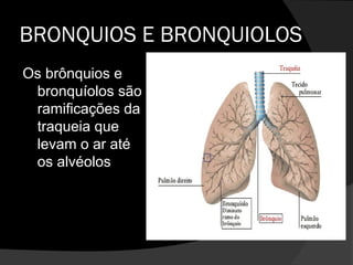 BRONQUIOS E BRONQUIOLOS
Os brônquios e
bronquíolos são
ramificações da
traqueia que
levam o ar até
os alvéolos
 
