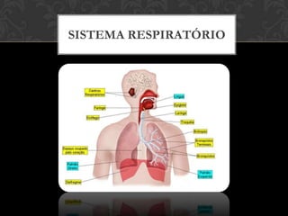 SISTEMA RESPIRATÓRIO

 
