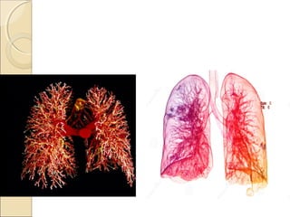 Sistema respiratório