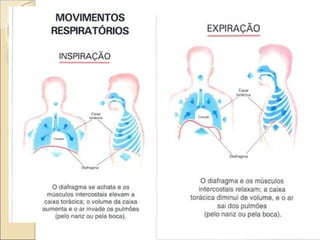 Sistema respiratório