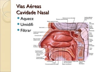 Vias AéreasVias Aéreas
Cavidade NasalCavidade Nasal
Aquecer
Umidificar
Filtrar
 