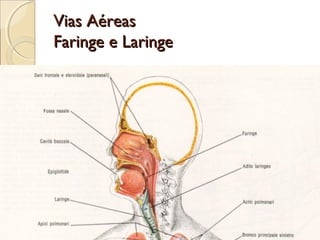 Vias AéreasVias Aéreas
Faringe e LaringeFaringe e Laringe
 